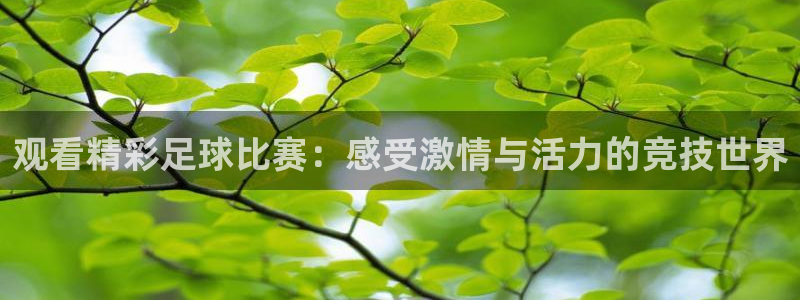 观看精彩足球比赛：感受激情与活力的竞技世界